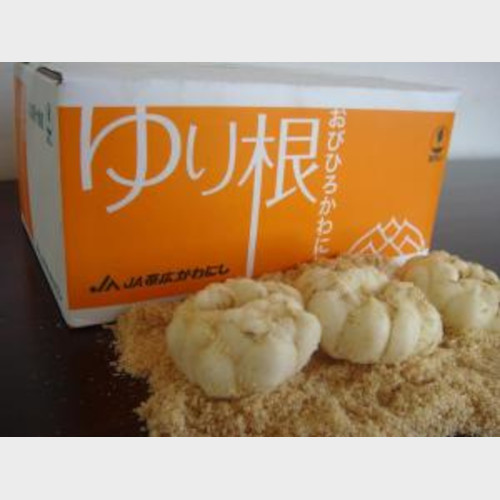ゆり根(白銀)